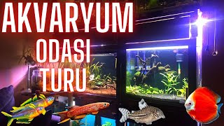Akvaryum Odasi Turu Genel Durum Vlog Yavrular Ve Damizlik Gruplar-Akvaryum Balıkları