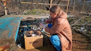 Heartwarming Rescue and Adoption of Tiny Puppies Found in a Box