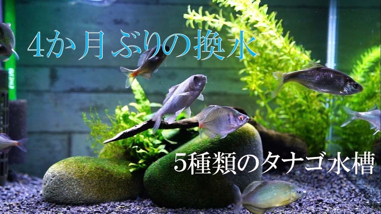 【アクアリウム】ワンルールマンションでタナゴが群れる！4ヶ月ぶりの換水　#タナゴ #タナゴ飼育 #アクアリウム