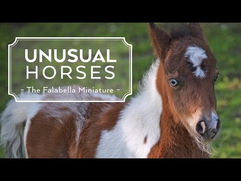 Video: Falabella Horse Breed Hypoallergenic, Kalusugan At Life Span