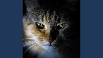 Modish Backdrops for Mysterious Cat Behavior