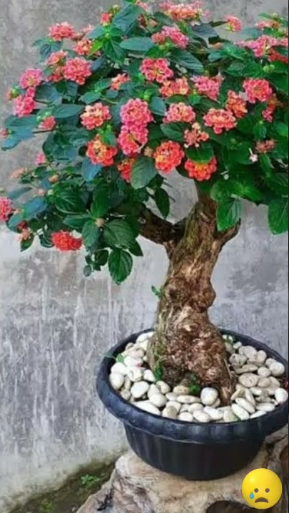 keindahan bonsai lantana // inspirasi 🙄☺️