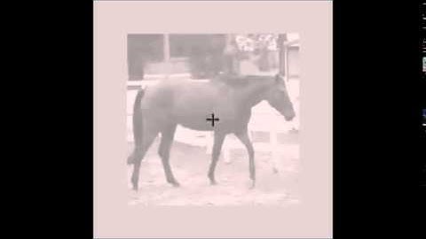 Journal of Vision : Fast periodic presentation of natural images reveals a robust face-selective...