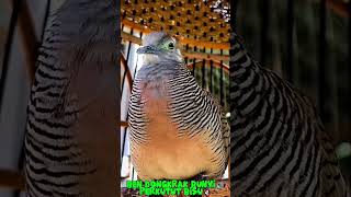Pendongkrak Perkutut Malas Bunyi  Bisu  Stres Kembali Gacor Bocor perkutut burung perkututlokal