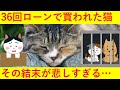 【悲報】「36回ローンで購入された猫」の悲しすぎる結末がヤバい・・・