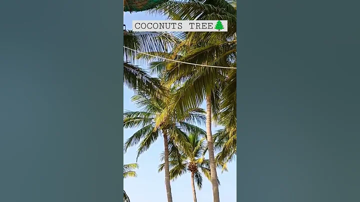 coconut trees #shorts #shortvideo #fyp #beach - DayDayNews
