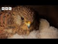 🔴 LIVE wildlife cameras 🐣 27 May 🌺 BBC Springwatch 2024