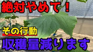 【きゅうり】初心者がやりがちな、収穫量を減らす間違った行動3選を紹介します。【家庭菜園】