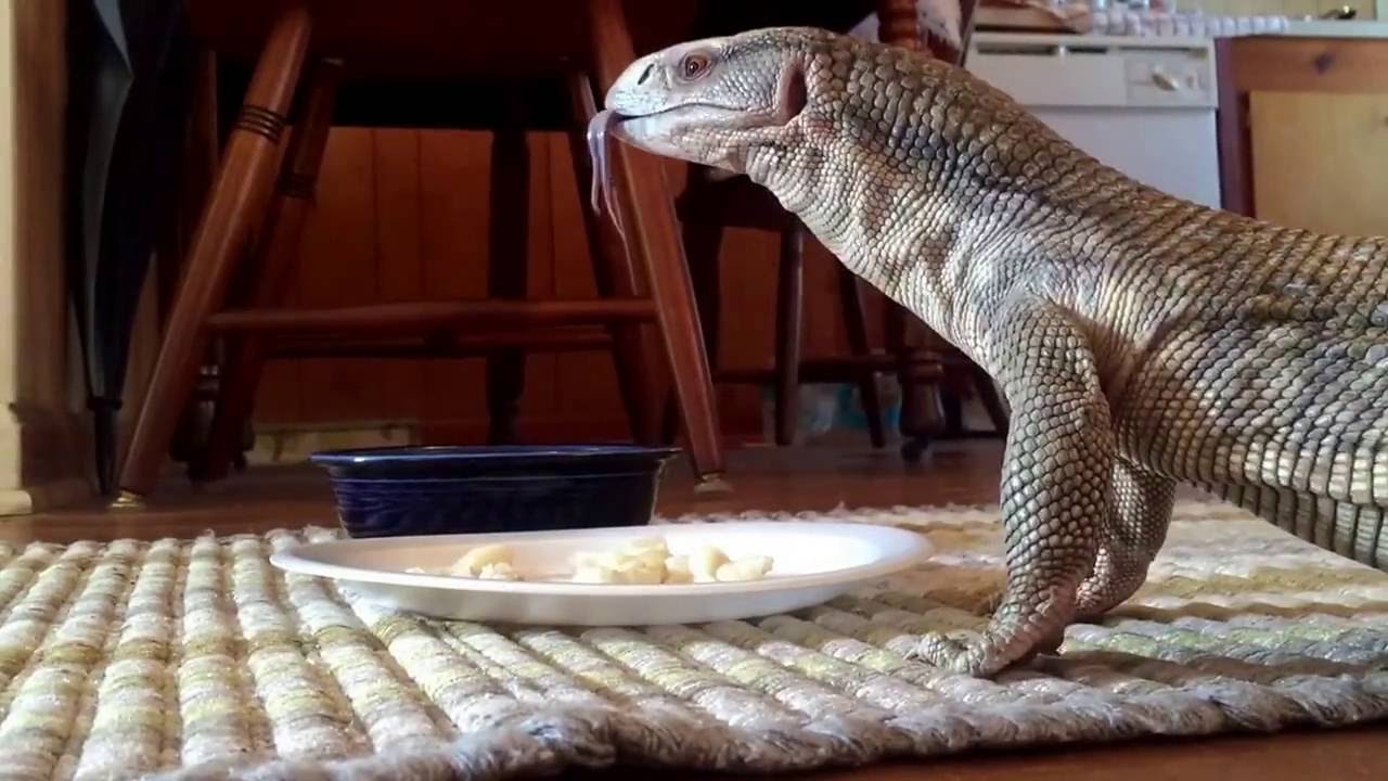 camera iphone 8 plus apk Odin Eats Some Fish