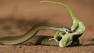 Змея охотится на хамелеона, но хамелеон не сдается так просто!