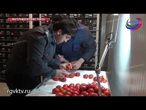 Россельхознадзор не пропустил в страну 500 тонн зараженных овощей и фруктов