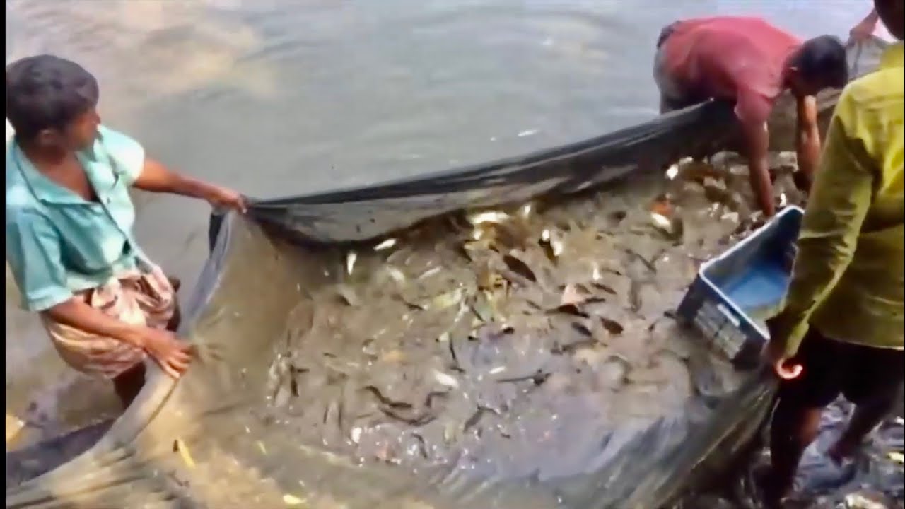 Traditional fishing with fishing net techniques| lots of fishes! - YouTube