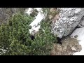 Incredible romania  majestic bears in the wild  carpathian mountains