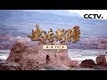 《史话新疆》第一集 文明之源 | CCTV纪录