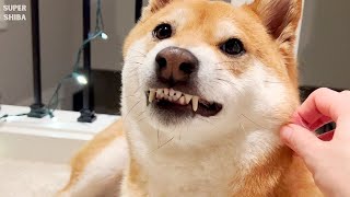 Shiba Inu Makes Funny Noise When Owner Plucks Hair by Super Shiba 5,695 views 1 year ago 1 minute, 18 seconds