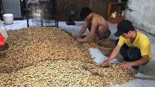 Khám Phá Lò Nấu Gần Nửa Tấn Đậu Phộng Luộc Mỗi Ngày Hoàn Toàn Không Dùng Pin, Hoá Chất