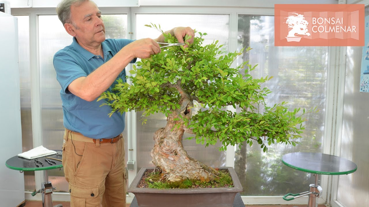 Pinzado de olmo - Bonsai Colmenar