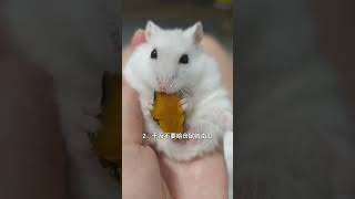 只要你在养仓鼠，打死宠物医生都不会告诉你的5件事 #仓鼠 #养鼠日常分享 #萌宠出道计划