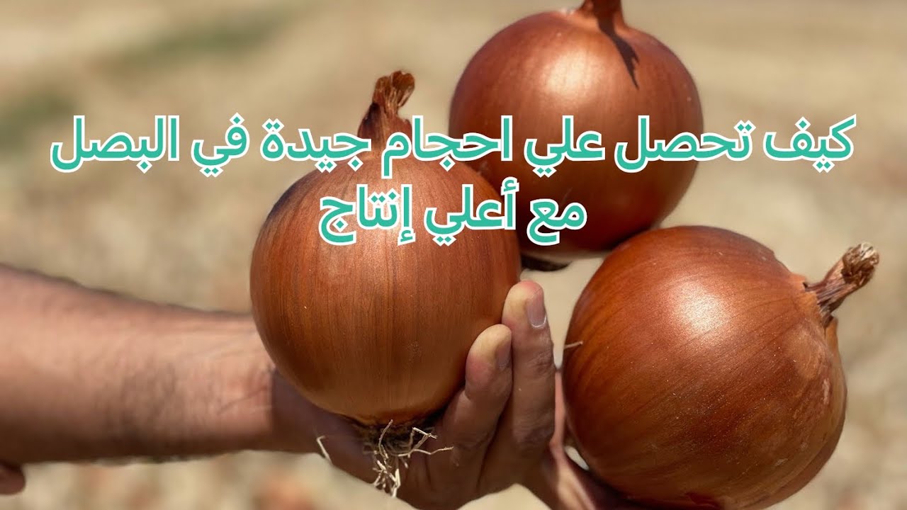 زراعة البصل |كيف تحصل علي أحجام جيدة في البصل مع أعلي الانتاجيات
