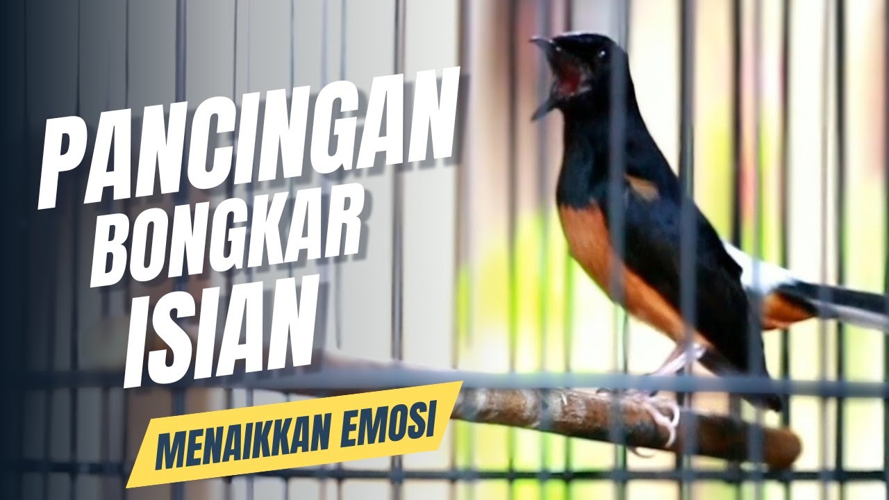 MURAI BATU GACOR FULL ISIAN TEMBAKAN MEWAH SANGAT AMPUH MELATIH MURAI BATU BONGKAR ISIAN