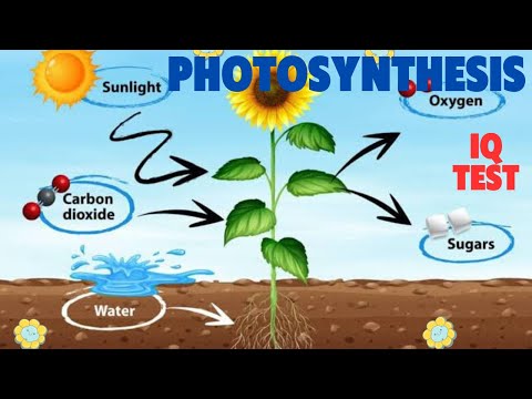 Video: Kas ir fotosintēze bioloģijas viktorīnā?