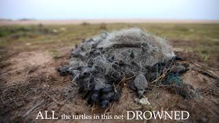 Turtle babies killed in Ghost Nets