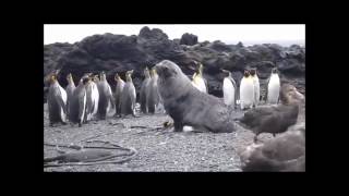 Тюлень насилует пингвина(, 2015-11-07T13:25:59.000Z)