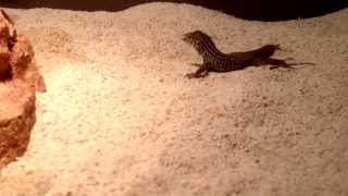Feeding western whiptail lizards