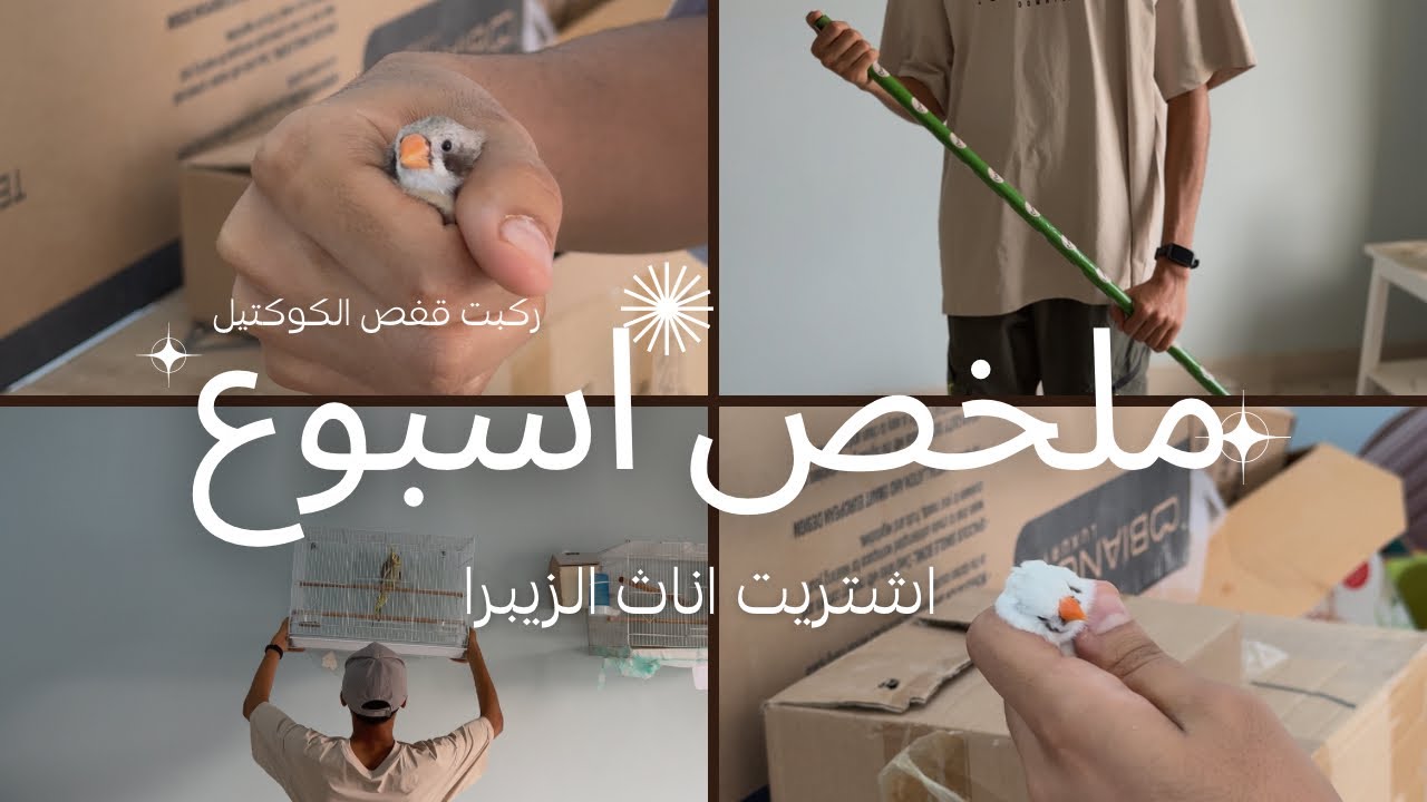 ملخص اسبوع كامل لطيور 