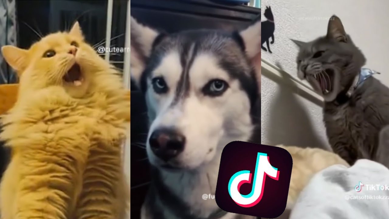 Funny animals TikTok Compilation #1 - YouTube