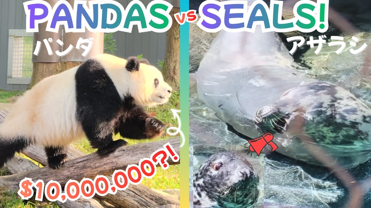 Chaotic Gray Seals & $10,000,000 Pandas! 🦭✨Smithsonian Nat Zoo