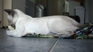 Nar, siamese kitten, killing the rug