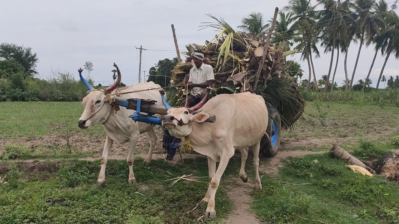 Bullock working style | BullockCart reckala racing with heavy load | cow videos | Bullock cart |Bull