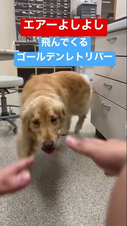 乗車中 前の車に唸るゴールデンレトリバーのはっち Youtube 乗車中 前の車に唸るゴールデンレトリバーのはっち Youtube