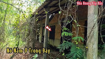 Cặp Rắn Độc Nằm Ngay Ngôi Nhà Bỏ Hoang Giữa Rừng Linh Thiên | Mười Thương Săn Bắt