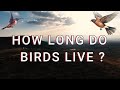 How long do birds live  exploring the fascinating world of avian longevity hindiurdu