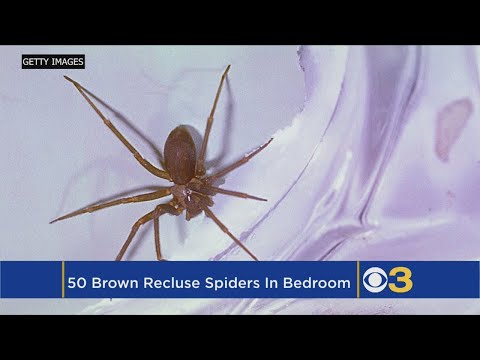 Woman Finds Nearly 50 Brown Recluse Spiders In Her Bedroom