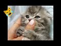 Try not to laugh Funny cats and dogs videos 2022 😂😂Compilation #7