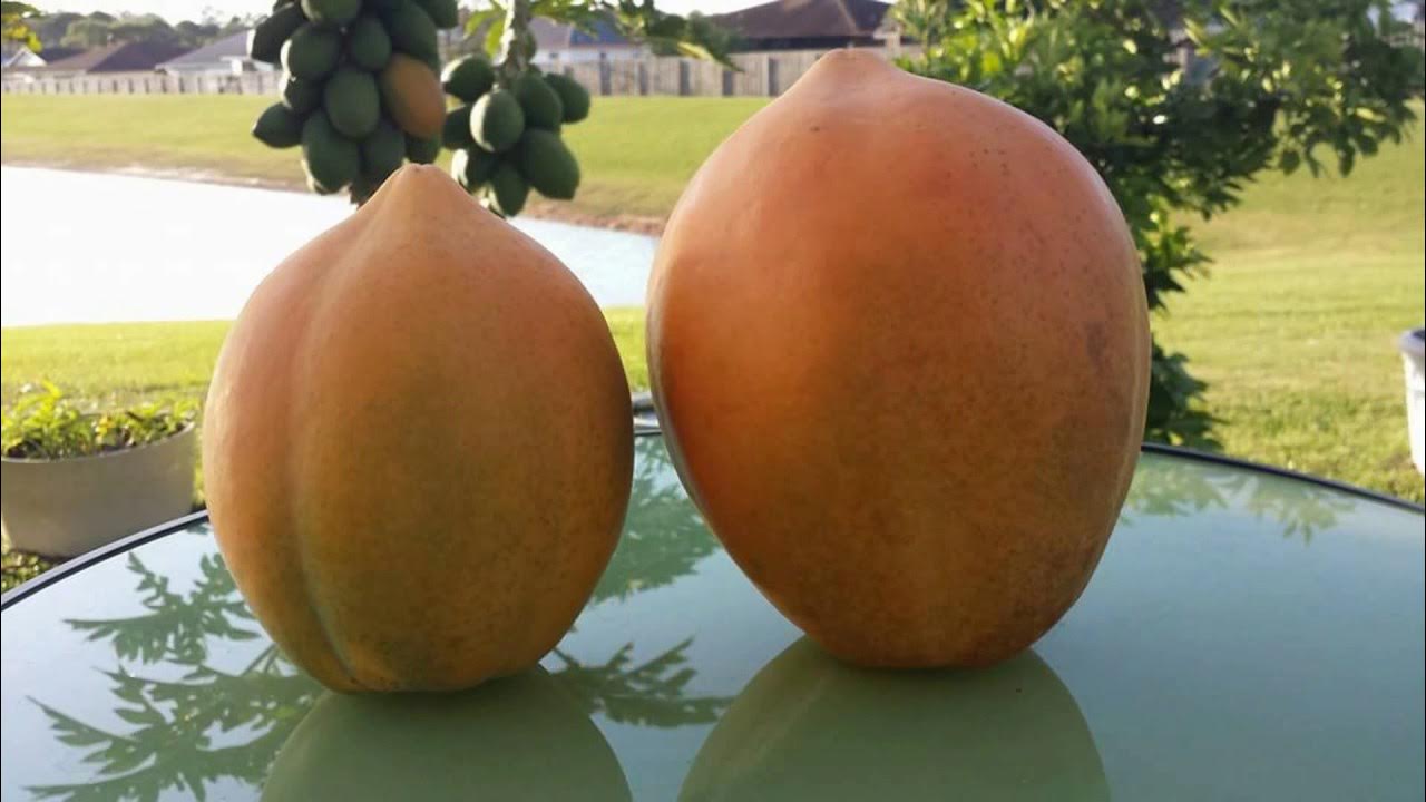 How to dehydrate Papaya for healthy snacks 100 organic. YouTube