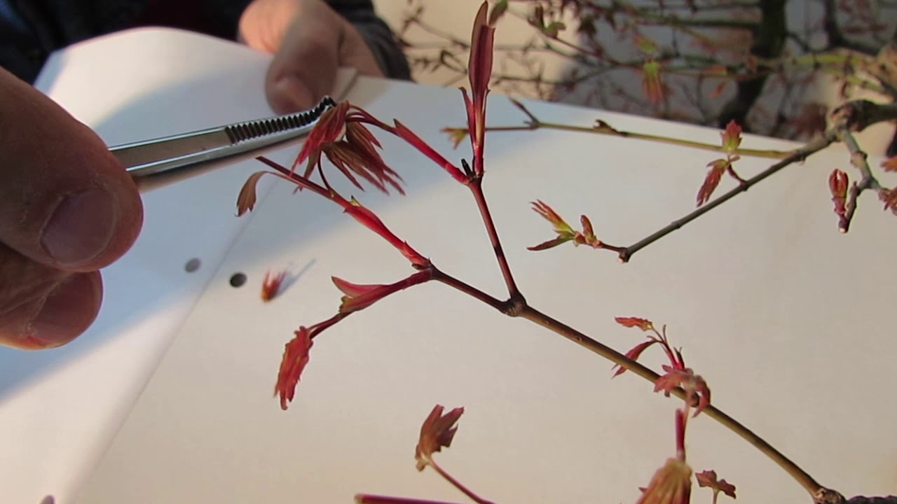 Pinzatura acero e olmo