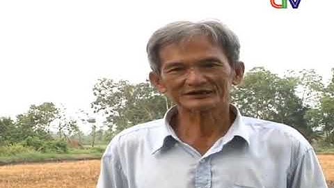 Đổi mới nuôi tôm quảng canh cải tiến ở Cà Mau