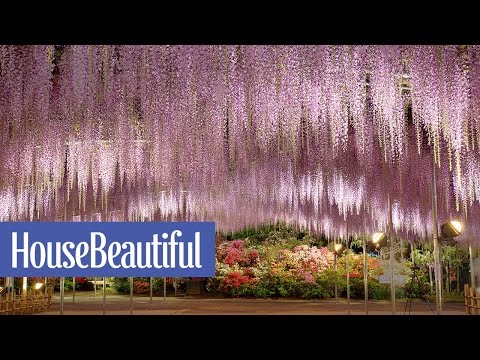 this-wisteria-flower-tunnel-in-japan-is-the-most-magical-place-ever-|-house-beautiful