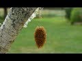 Les curieuses larves suspendues de stenoria analis coloptre meloidae par andr lequet