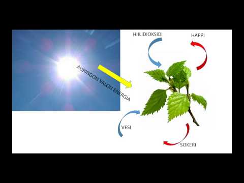 Video: Fotosynteesi ilman klorofylliä – voivatko kasvit ilman lehtiä fotosyntetisoida