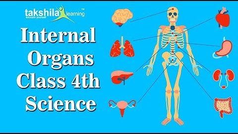 CBSE Class 4 Science | Internal organs | Human body | NCERT Solution | ICSE | science video lectures