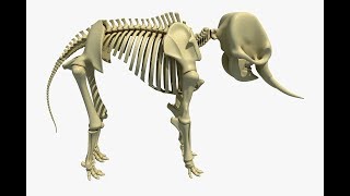 Animal Skeletons 3D Models 2