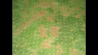 Fall aeration and disease