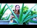 Yummy Aloe Vera Jelly Cooking - Aloe Vera Jelly - Cooking With Sros