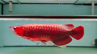 AROWANA SUPER RED LIGHT VIEW MAYIN PLUS