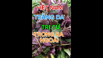 3 Công Dụng Tuyệt Vời Nhất Của Lá Tía Tô